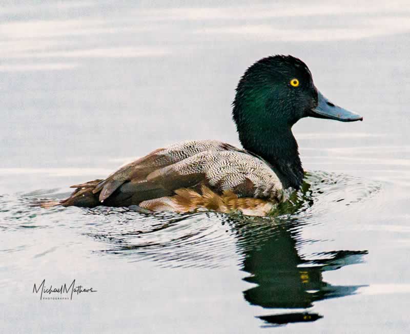 GreaterScaup010118 10