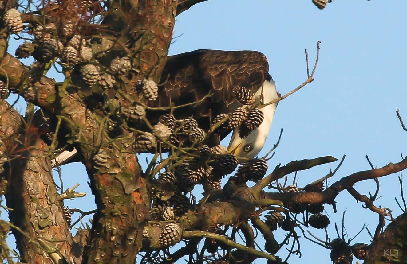 Eagle Blog 1