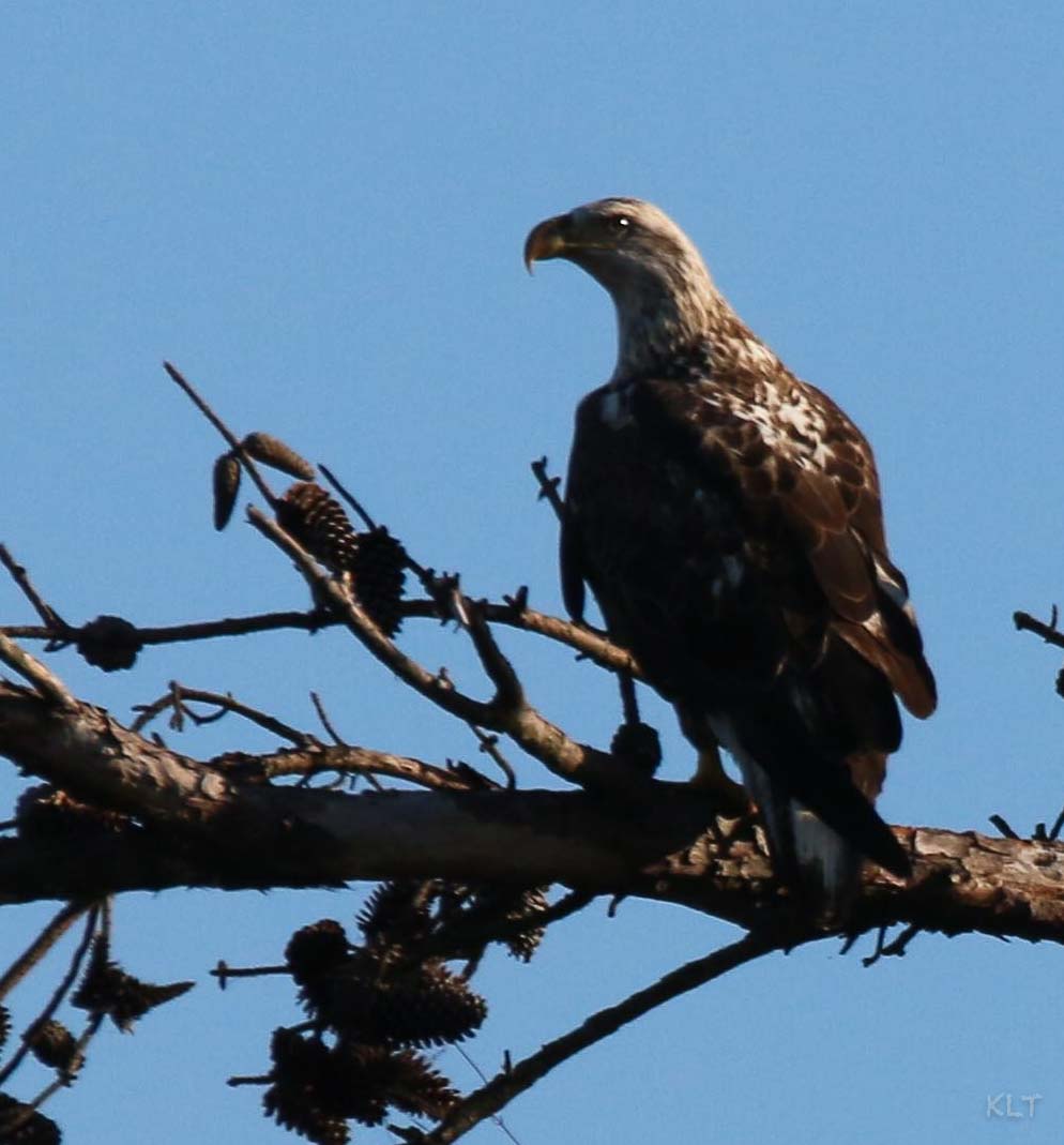 Eagle Blog 11