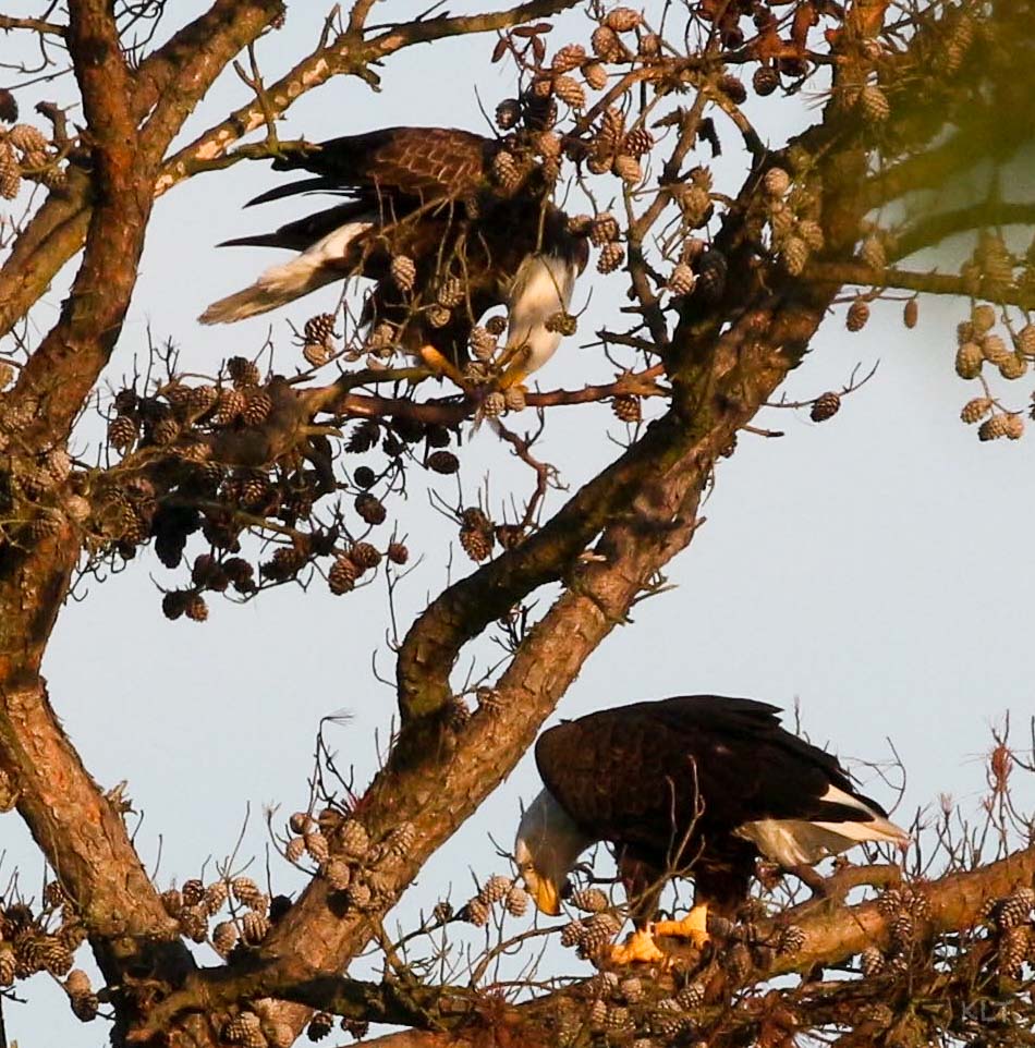 Eagle Blog 5