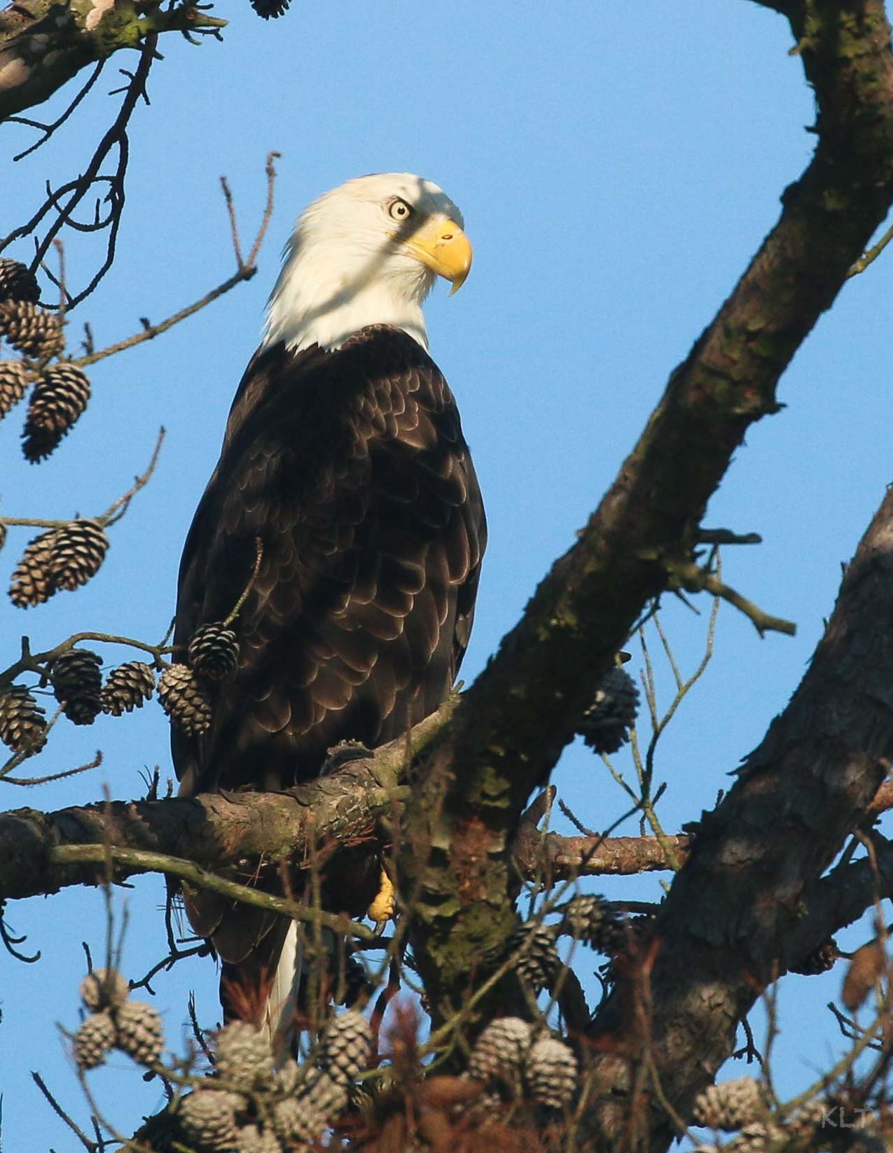 Eagle Blog 6