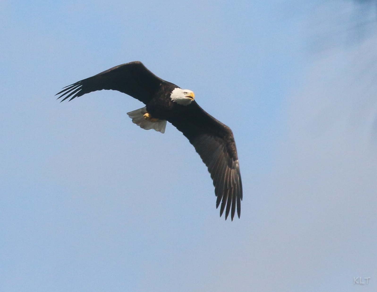 Eagle Blog 7