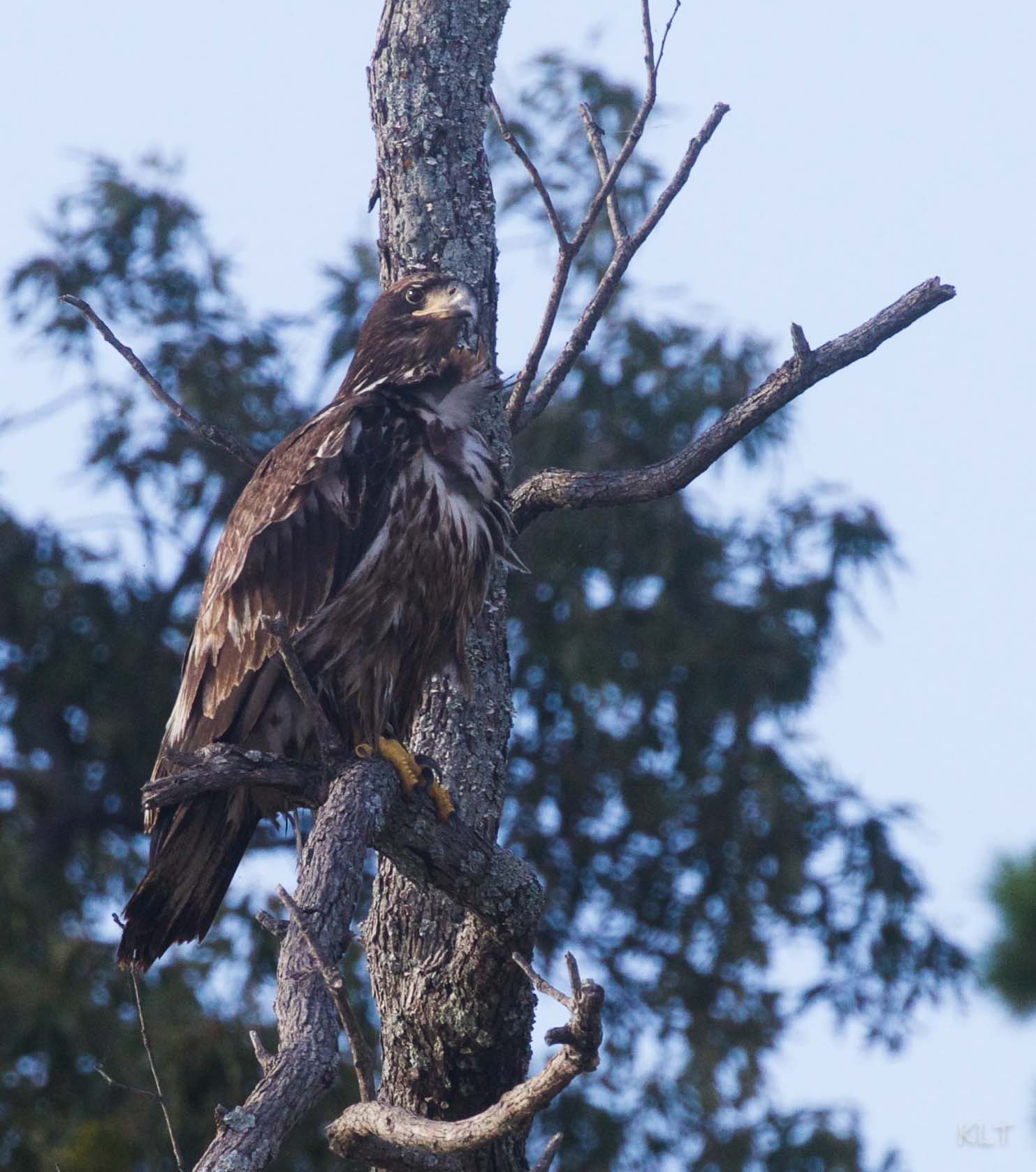 Eagle Blog 8