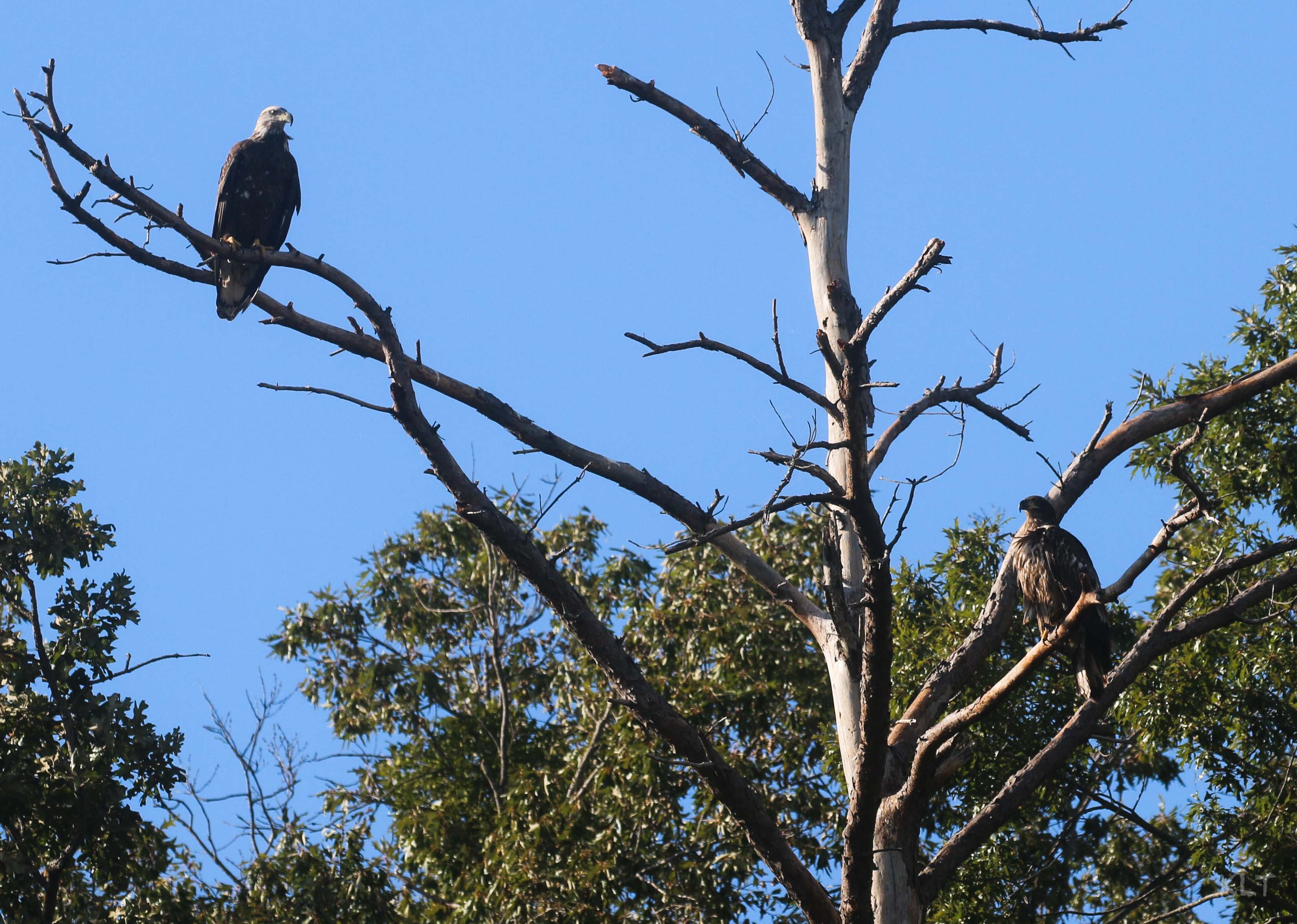 Eagle Blog 9