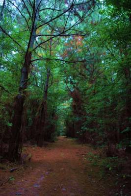b2ap3_thumbnail_PineTunnelCovinLake100114.jpg b2ap3_thumbnail_PineTunnelCovinLake100114.jpg