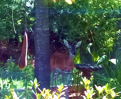 JillDeer