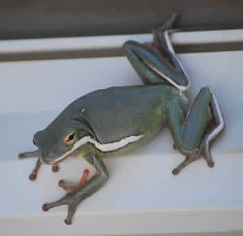 GreenTreeFrog